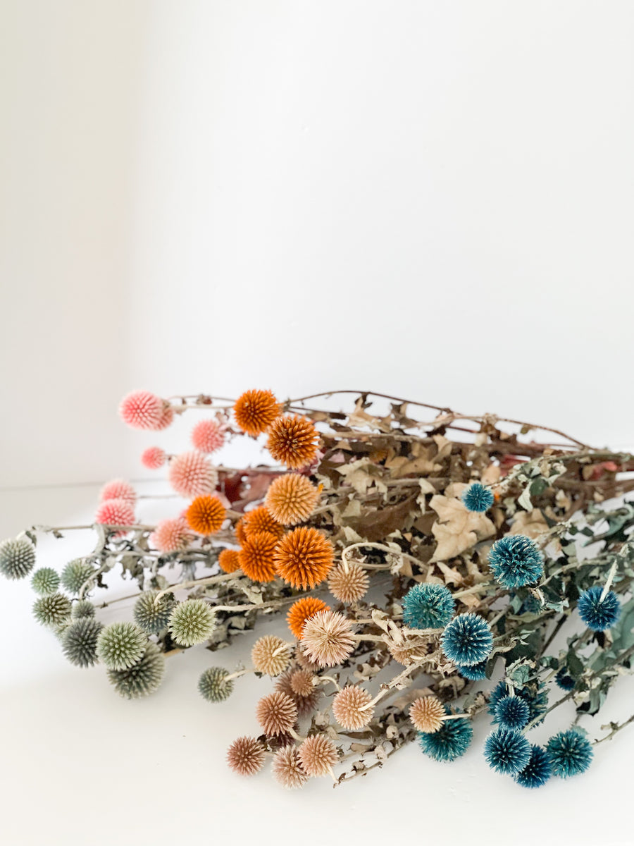 Dried Echinops (Globe Thistle), Dried Flower Wholesale, Flower