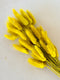 Dried bunny tails in various colors (50pc/bunch)