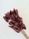 Dried bunny tails in various colors (50pc/bunch)