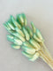 Dried bunny tails in various colors (50pc/bunch)