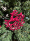 Premium 3D Red Velvet Christmas Tree Ornaments – Unique Handcrafted Holiday Decorations