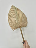 Small size palm fan in variety color