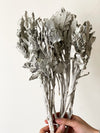 Dried Dusty Miller