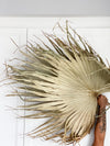 Natural Dried Palm Leaf-Large Size