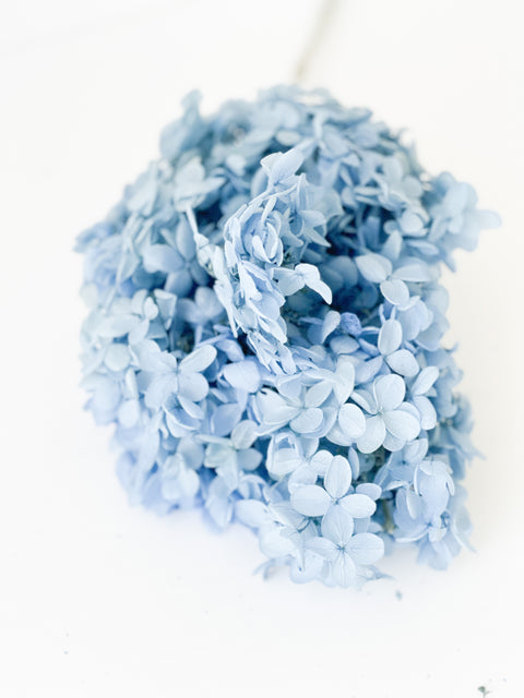 Permanent/Preserved hydrangea in Variety color
