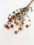 Dried Echinops (Globe Thistle)