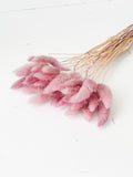 Dried Bunny Tail in variety colors (30Pc/Bunch)