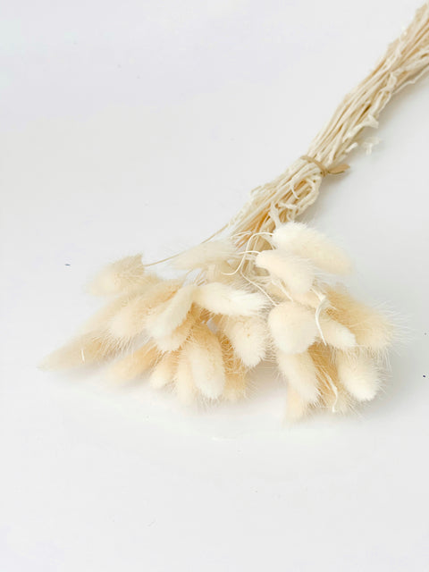 Dried Bunny Tail in variety colors (30Pc/Bunch)