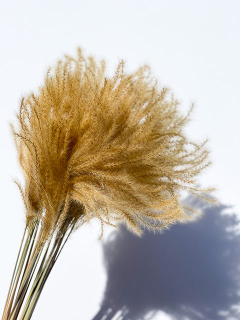 Fluffy Japaness Pampas Grass