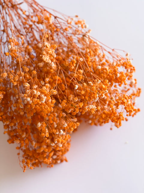 Permanent Baby's Breath (Gypsophila) in Variety Colors