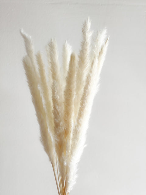 Mini Pampas Grass in various color