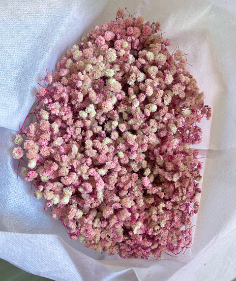 Permanent Baby's Breath (Gypsophila) in Variety Colors
