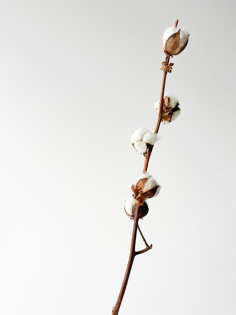 Natural dried White Cottons (5 buds per stem)