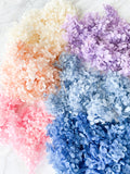 Preserved Hydrangea Petal in variety color
