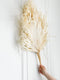 Bleached Preserved Palm Leaves in Ivory Color