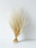 12" Preserved Feather Grass